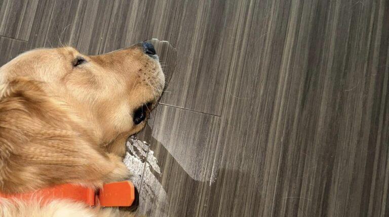 View of 10 Signs Your Dog Has Grape Poisoning