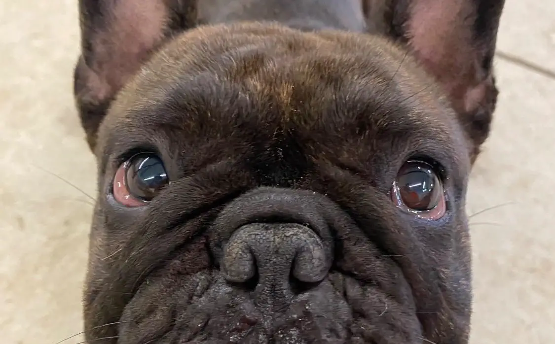 11 Reasons Why French Bulldogs Fart So Much and Remedies