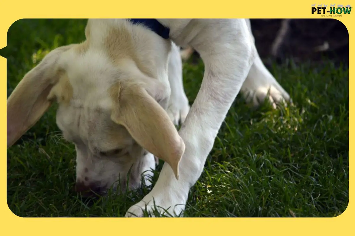 12 Reasons Why Your Dog Is Walking Slow With Head Down