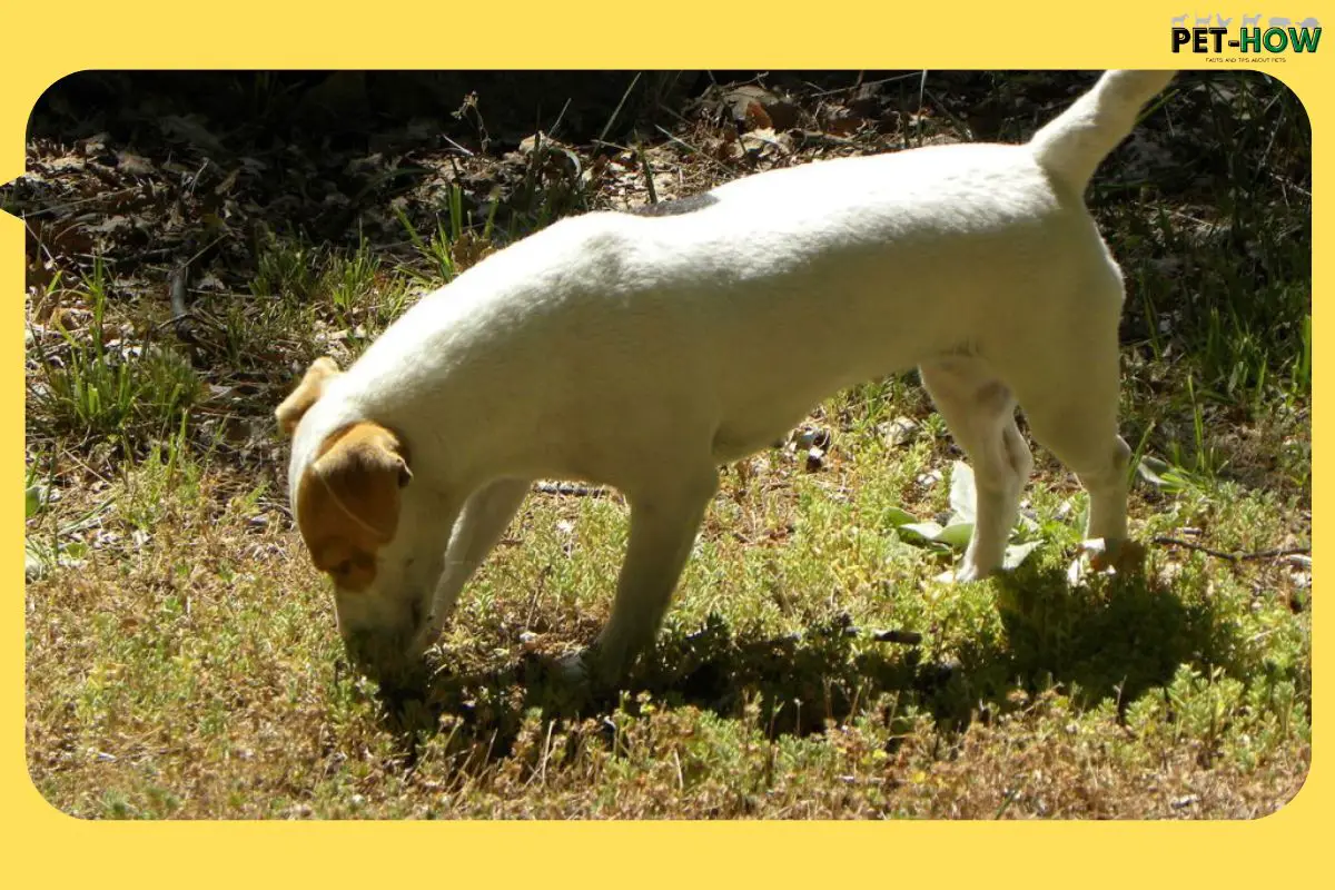 12 Reasons Why Your Dog Is Walking Slow With Head Down