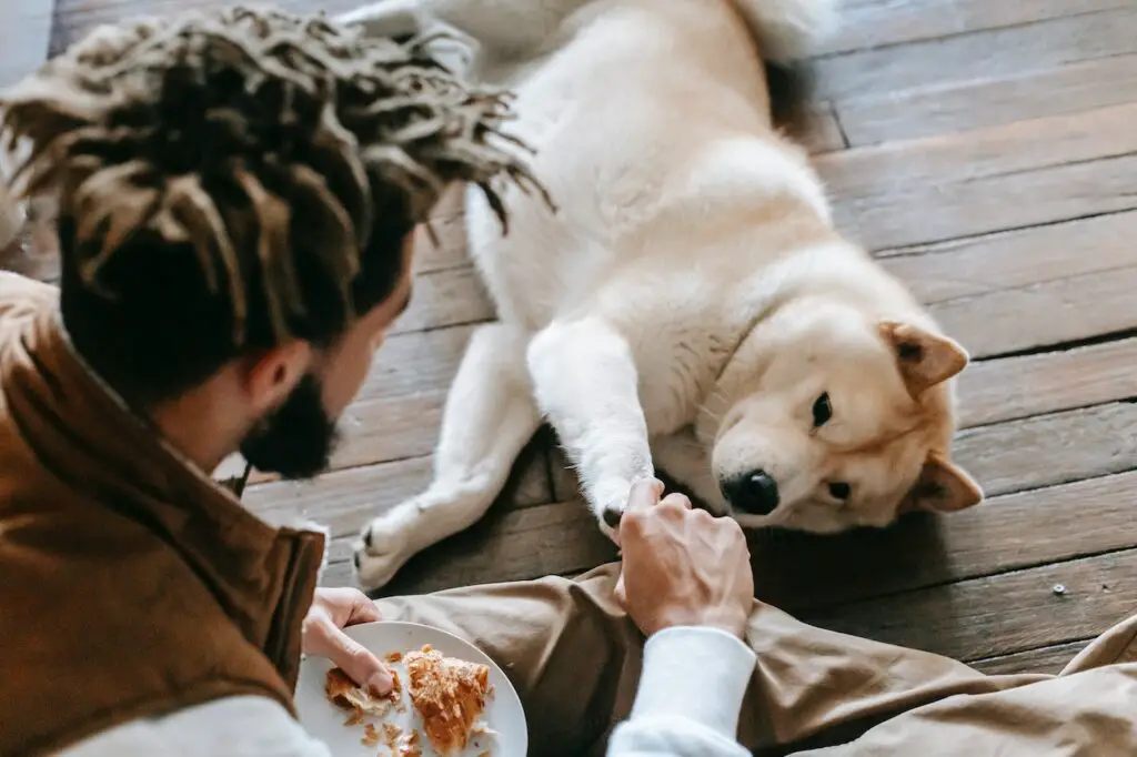 7 Reasons Why Your Dog Pushes You With His Feet
