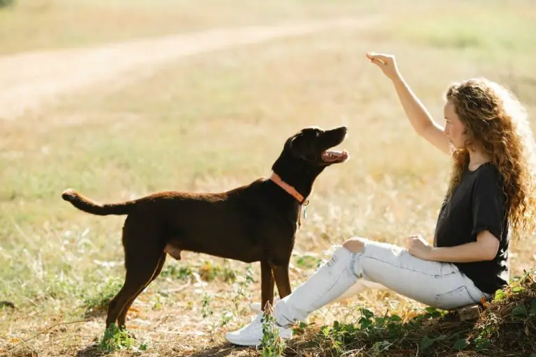 7 Reasons Why Your Dog Pushes You With His Feet