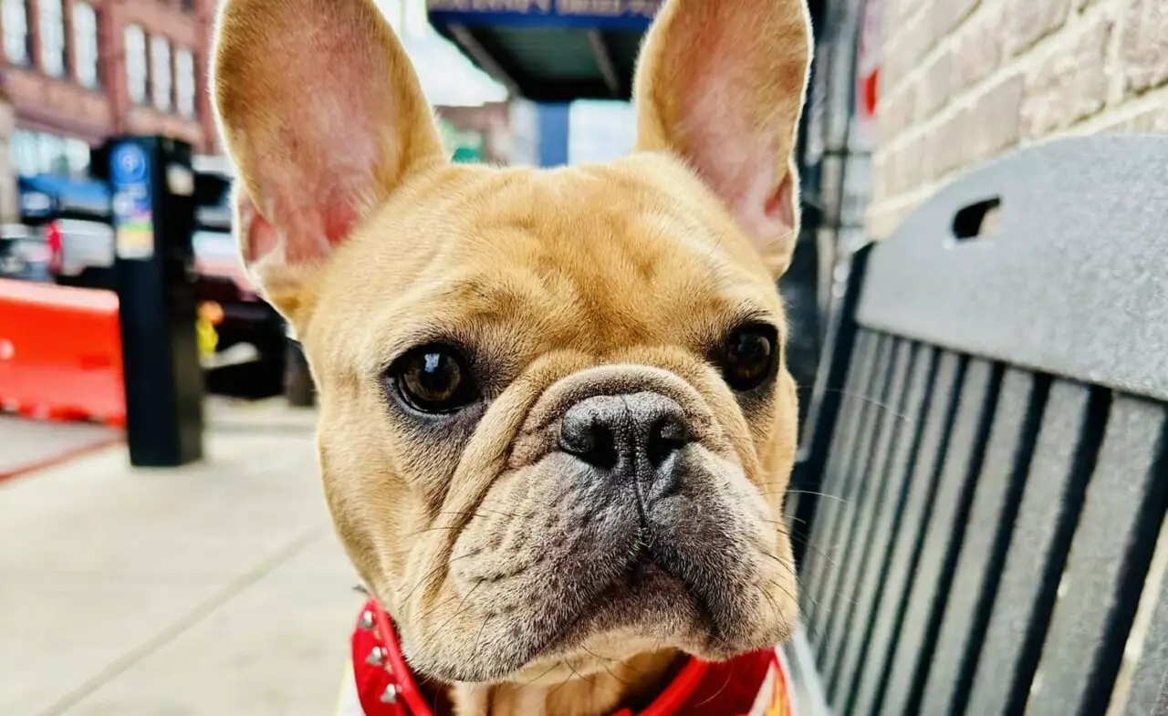 Are French Bulldogs Hyper? Our Own Experience