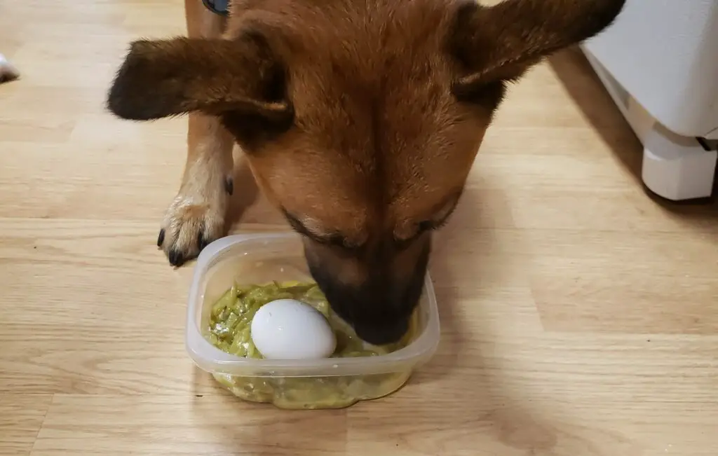 At What Age Can Puppies Eat Eggs
