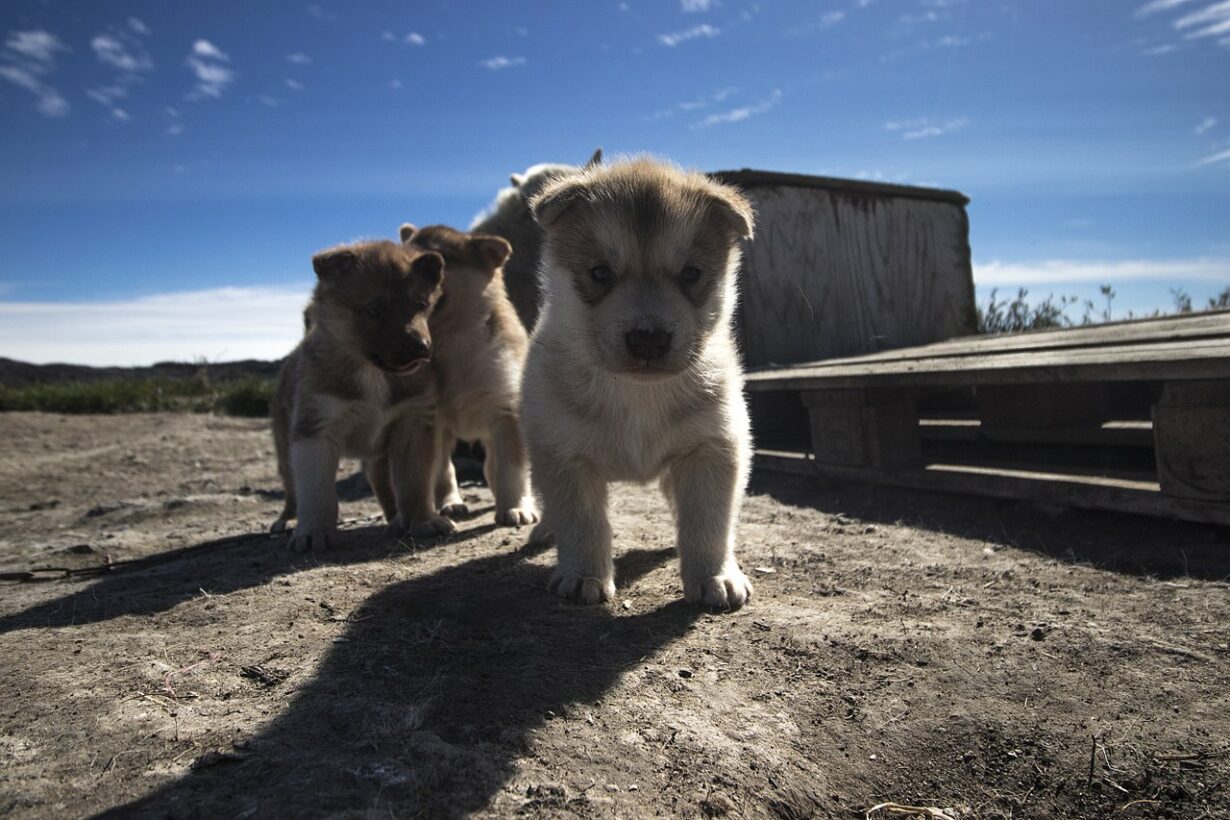 At What Age Can Puppies Eat Eggs? (Answered!)