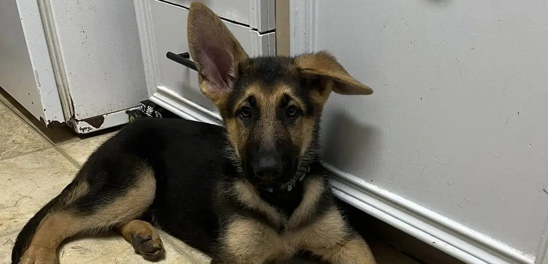 Can My Dog Sense Illness In Another Dog? (Answered!)