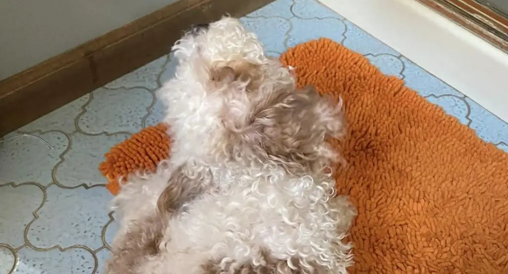 Can You Use Baby Shampoo On a Dog