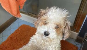 View of Can You Use Human Shampoo on Dogs? | Dog Health Tips