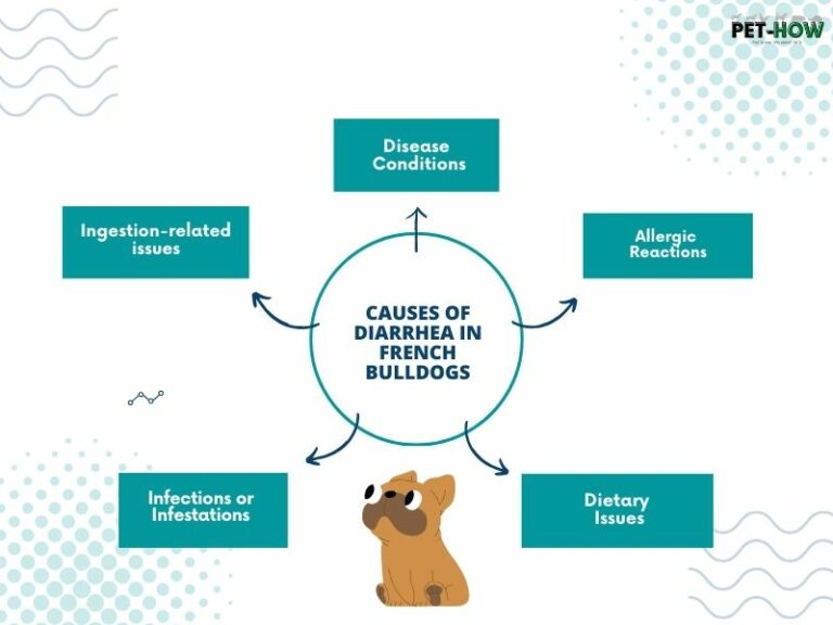 Why French Bulldog Puppy Has Diarrhea Causes and Solutions
