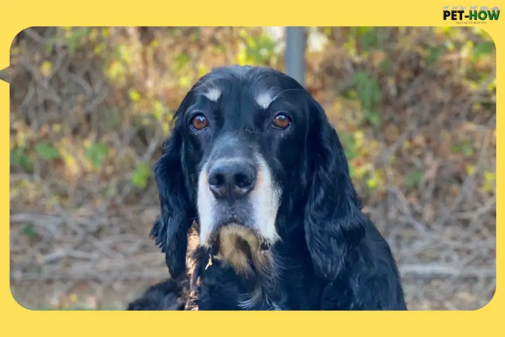 Does Gordon Setter Get Attached To One Person (Answered!)