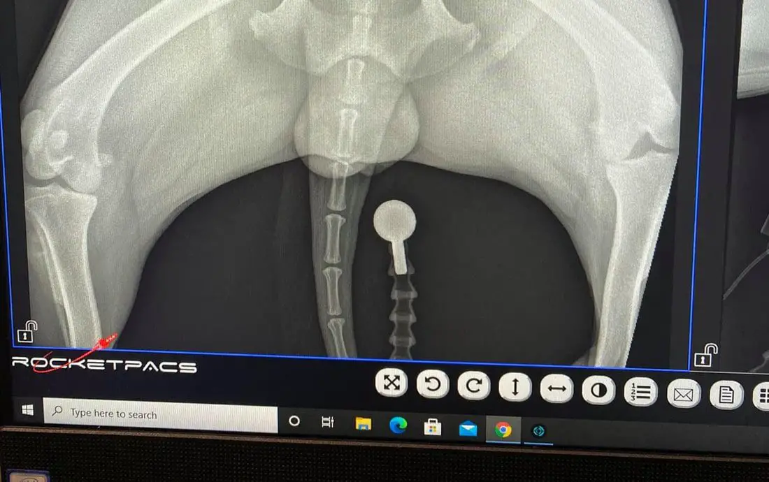 How Much Do Dog XRays Cost and Why Is It So Expensive