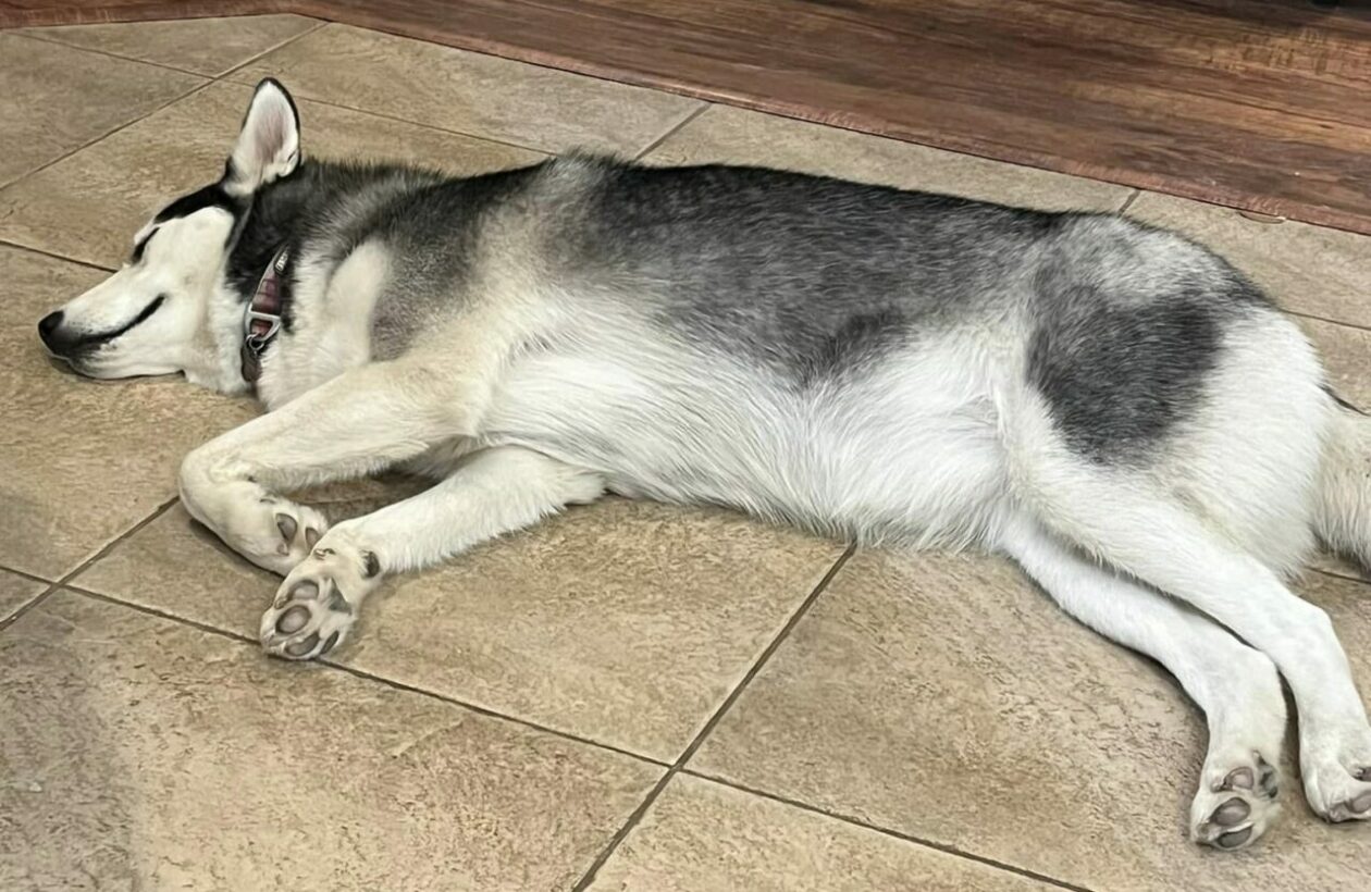 How Much Sleep Does a Husky Puppy Need?