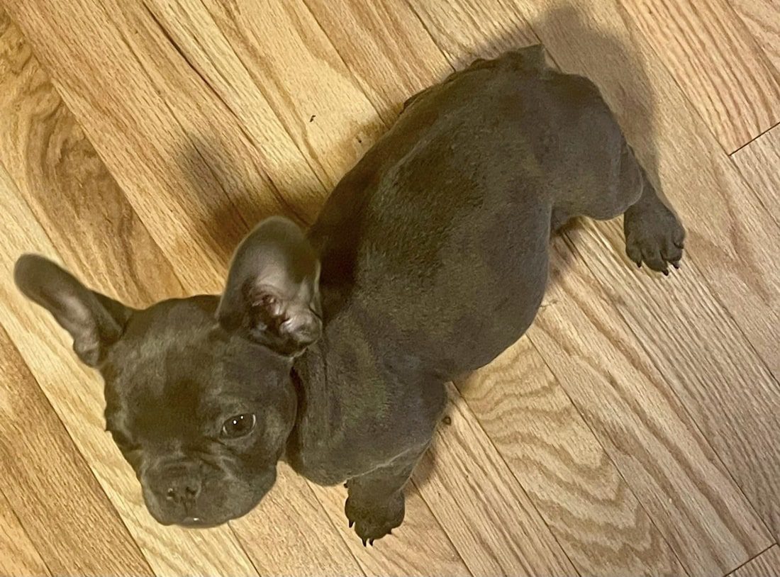 How Often Should a Healthy French Bulldog Poop