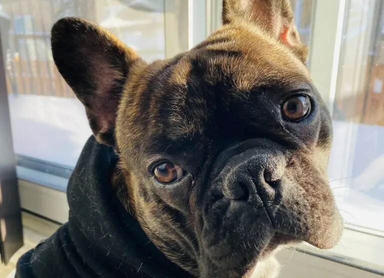 How Often Should a Healthy French Bulldog Poop