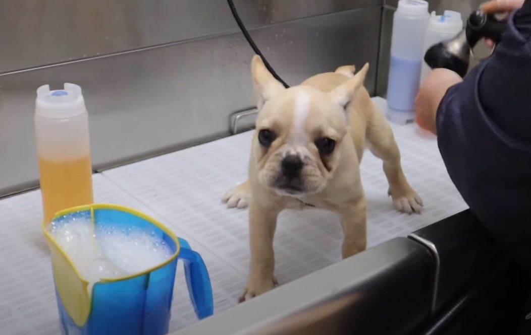 The Ideal Age to Start Bathing Your French Bulldog Puppy