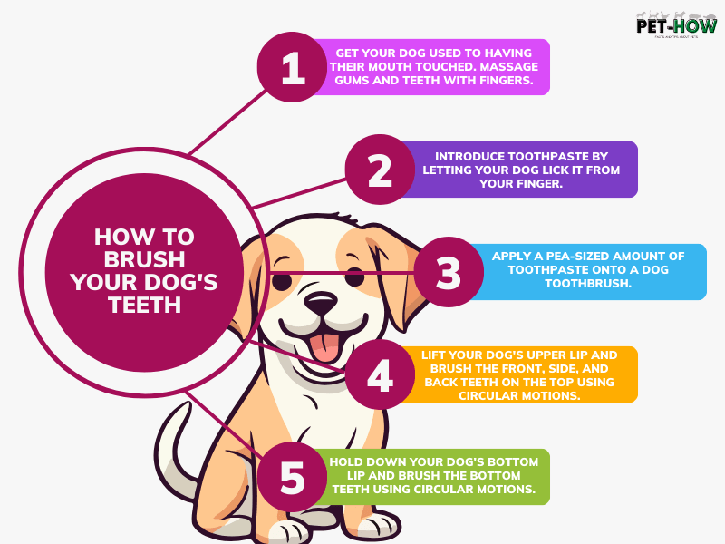 How To Brush Your Dog's Teeth
