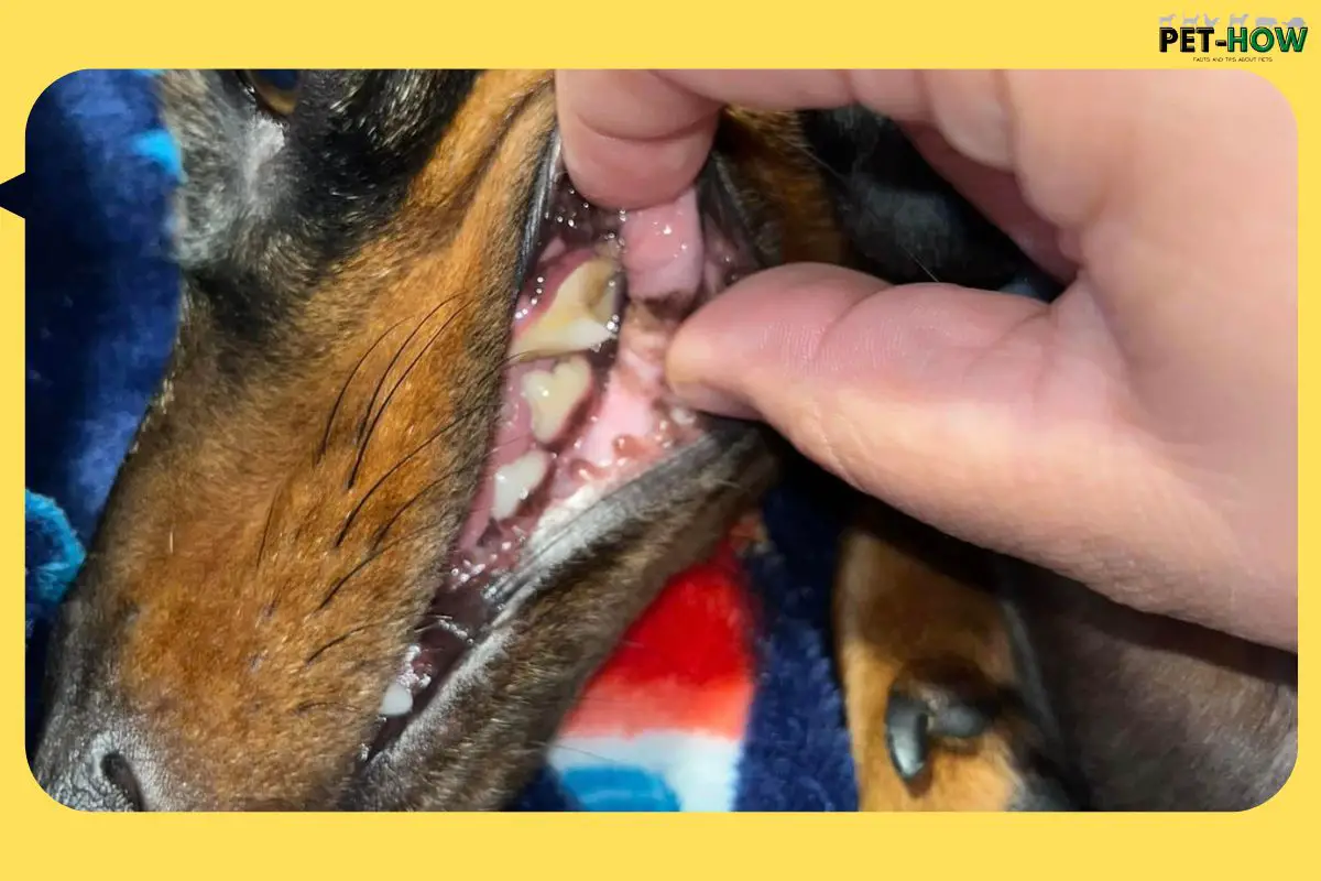 Guidelines for Establishing Dental Canine Care Routine