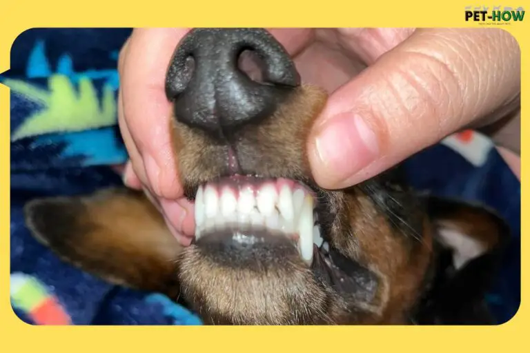 Guidelines for Establishing Dental Canine Care Routine