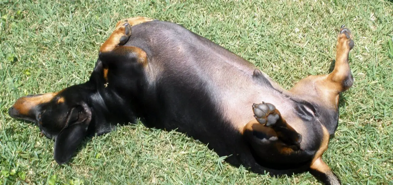 Brown Spots On Dog Belly That Look Like Dirt (Pictures)