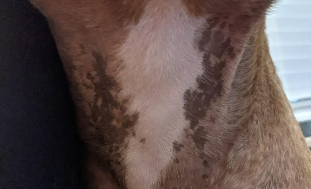 Brown Spots On Dog Belly That Look Like Dirt 
