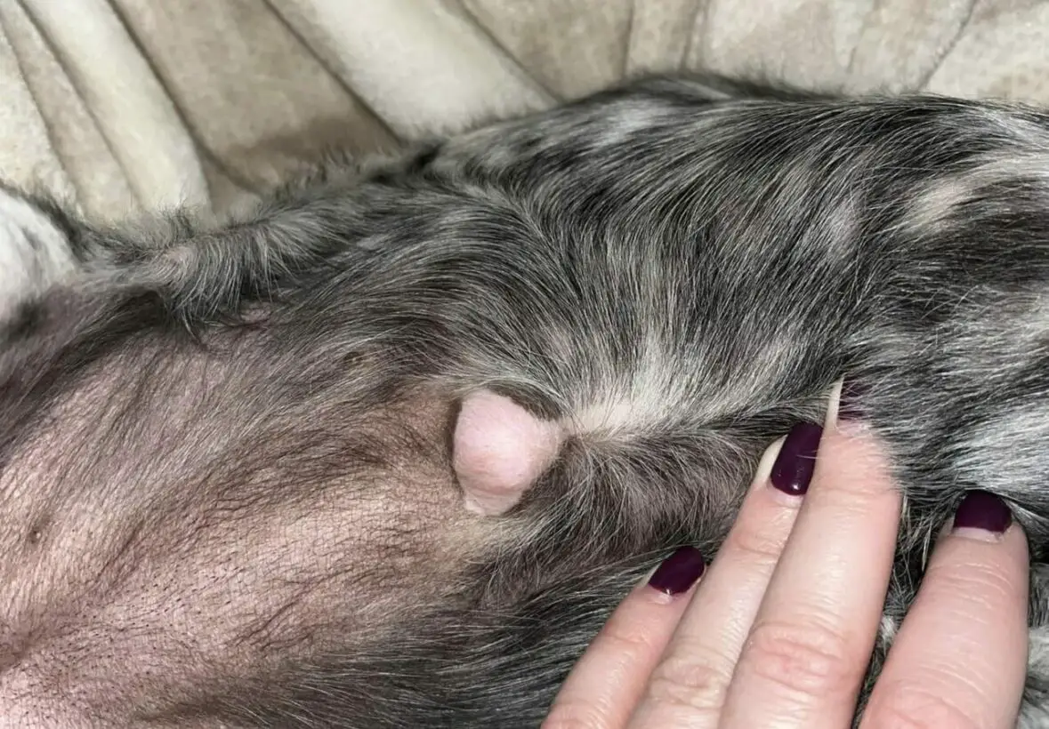 Is It Normal For A Dog To Have A Lump After Being Spayed Is It Normal For A Dog To Have A Lump After Being Spayed