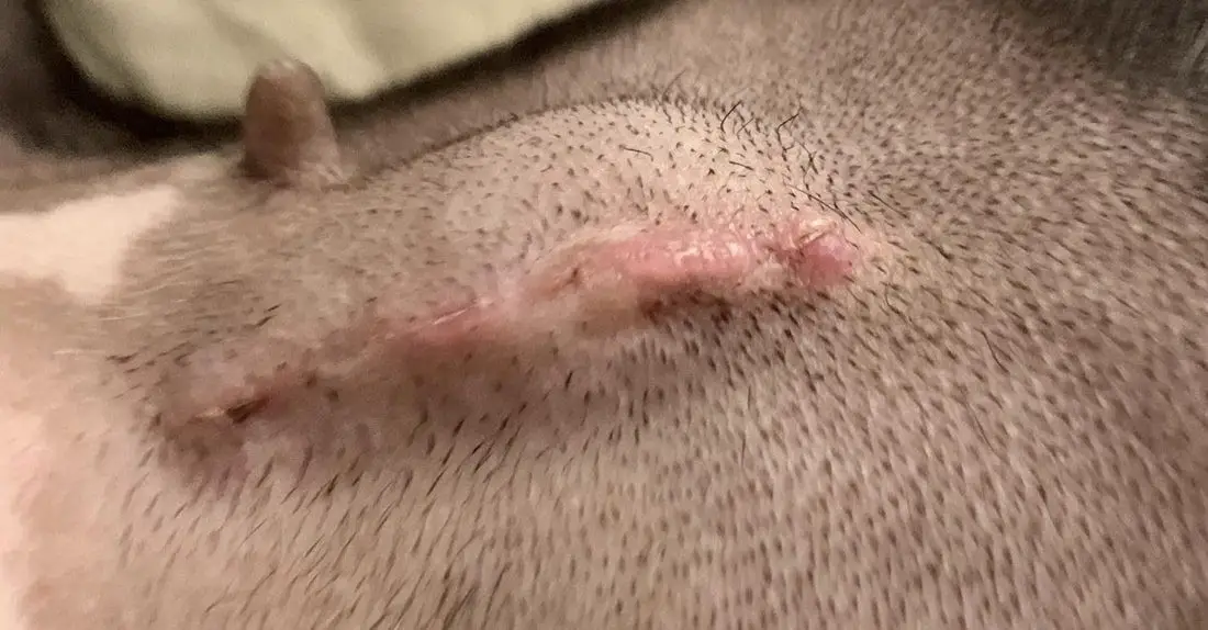 Is It Normal For a Dog To Have a Lump After Being Spayed