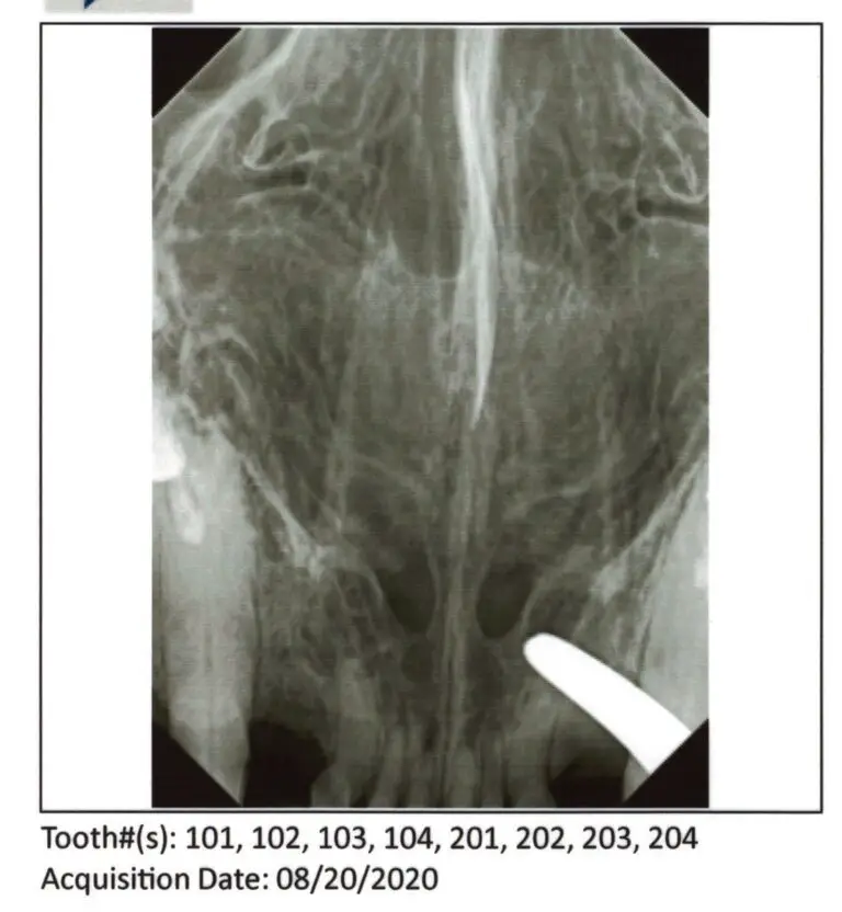 Cat Making Gurgling Noises When Breathing