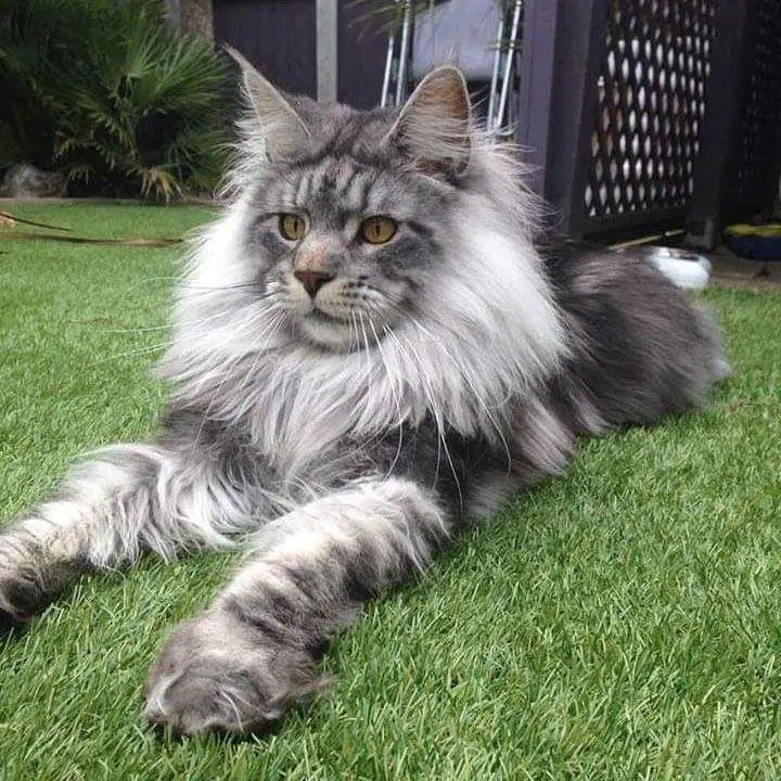 Maine Coon Character Traits