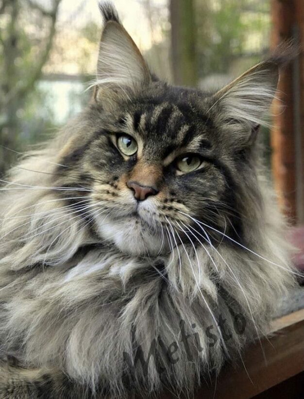Maine Coon Lifestyle