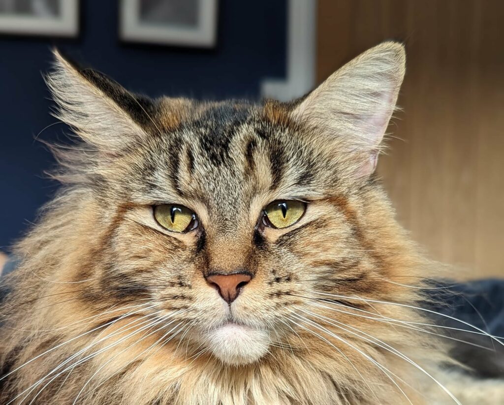 Maine Coon Physical Appearance