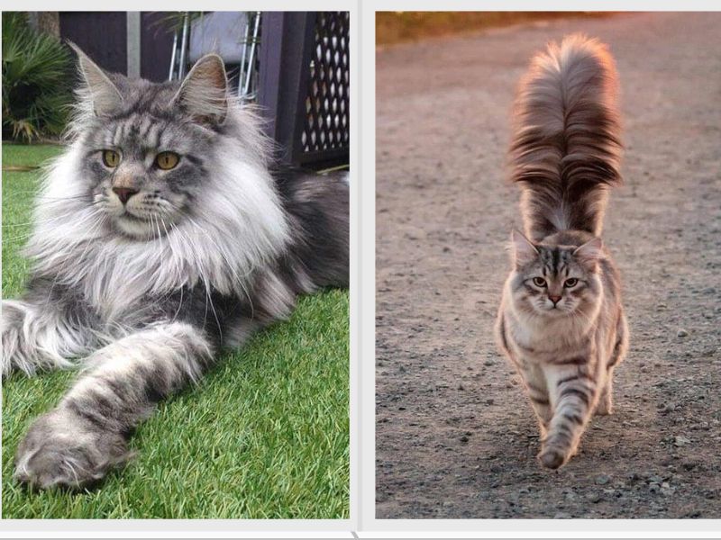 Maine Coon vs Siberian Character Trait Similarities and Differences