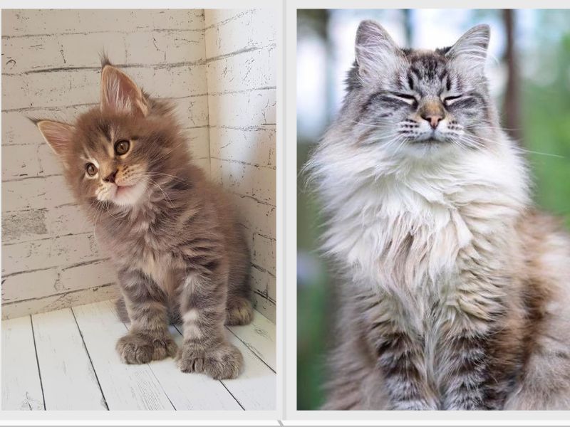 Maine Coon vs Siberian Health Issues