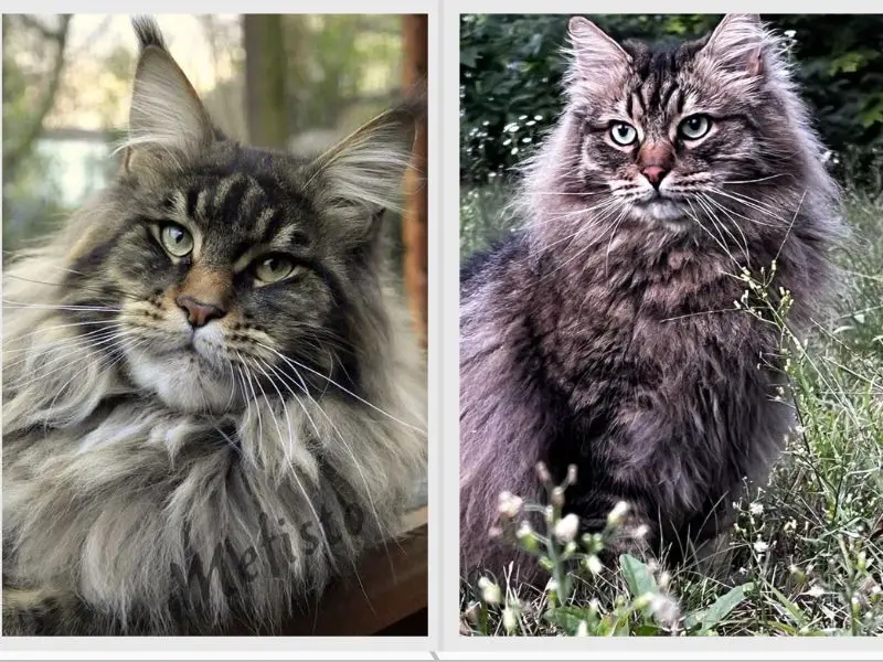 Maine Coon vs Siberian Lifestyle Similarities and Differences