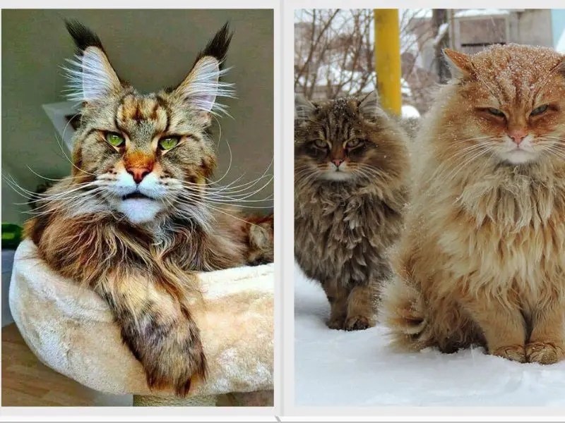 Maine Coon vs Siberian Personality Similarities and Differences