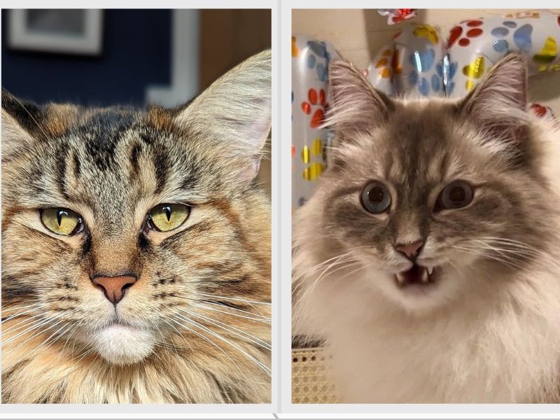 Maine Coon vs Siberian Physical Appearance Similarities and Differences