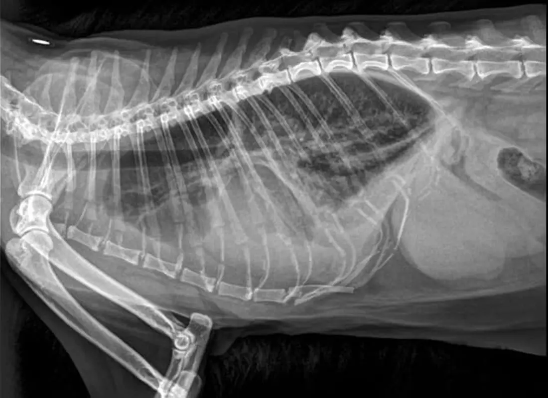 Cat Making Gurgling Noises When Breathing