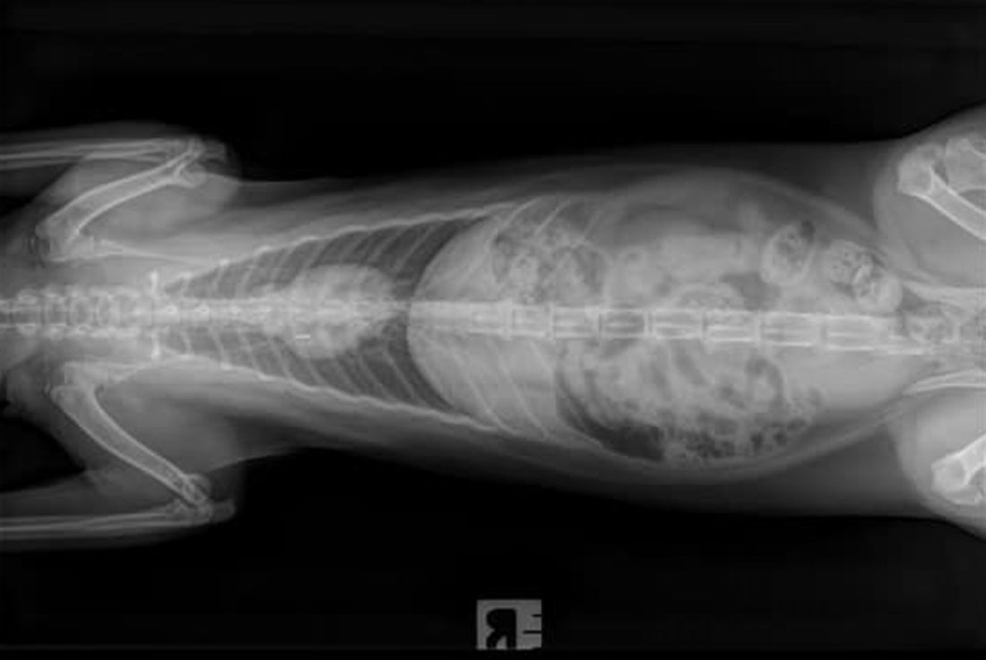 Cat Making Gurgling Noises When Breathing