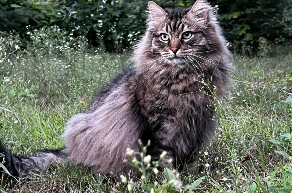 Maine Coon VS Siberian Cats - Differences and Similarities