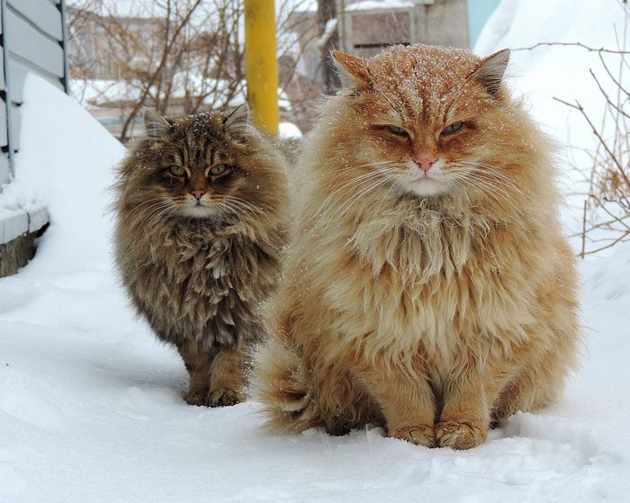 Siberian Cat Personality Traits