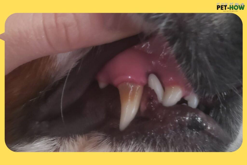 Special Dental Dog Food Enhance Your Dog's Oral Health