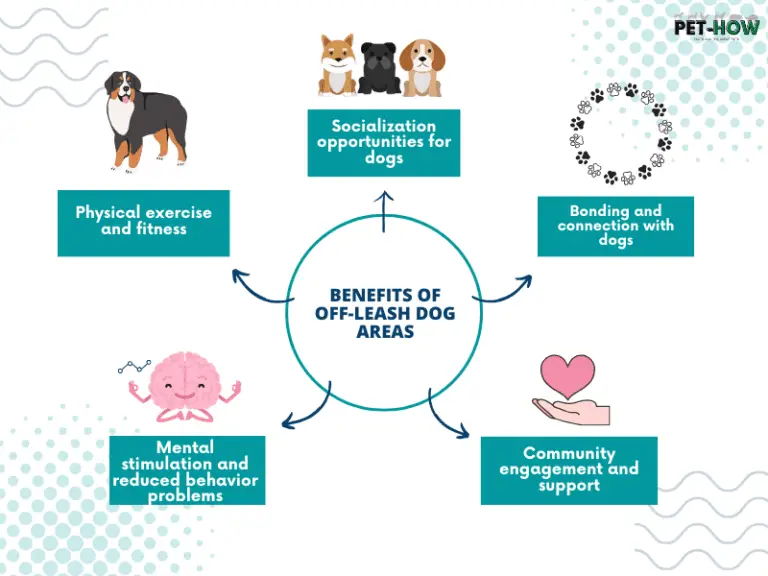 Exploring The Best OffLeash Dog Areas A Complete Guide