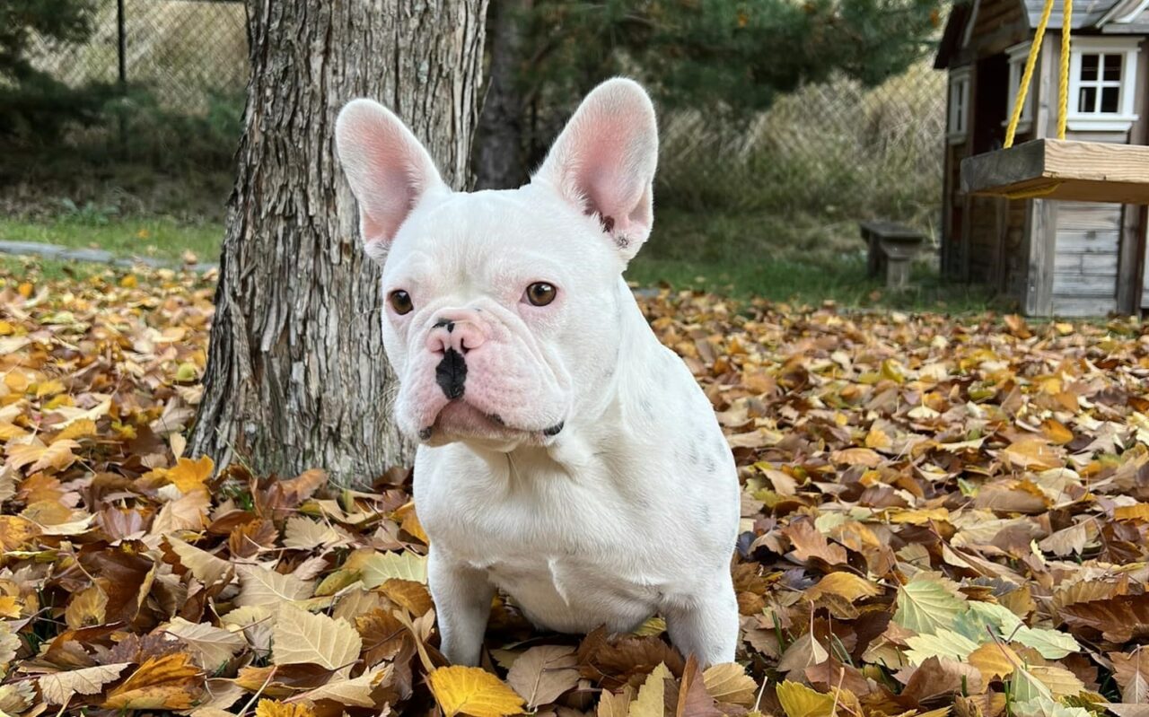 The Ideal Age to Start Bathing Your French Bulldog Puppy