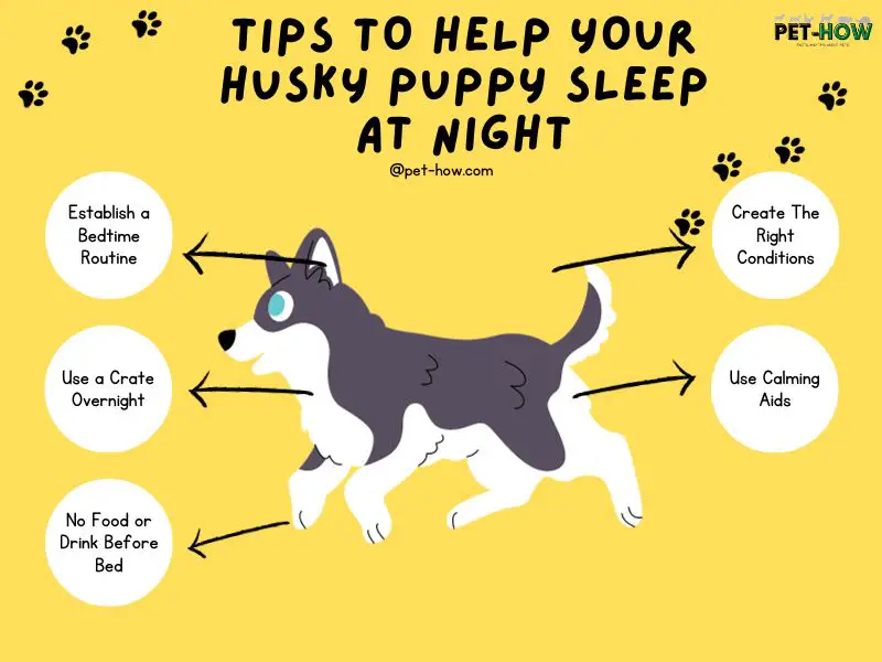 Tips to Help Your Husky Puppy Sleep at Night