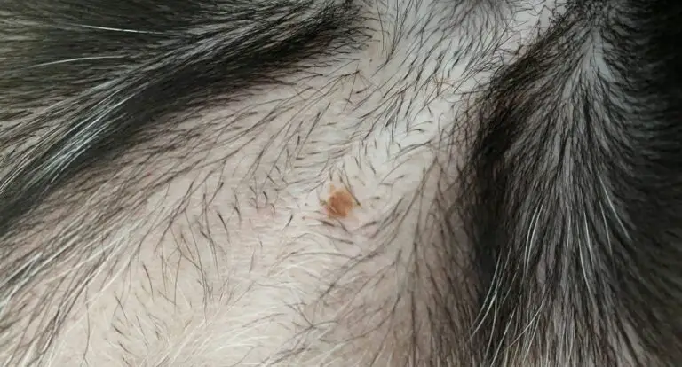 Brown Spots On Dog Belly That Look Like Dirt (pictures)