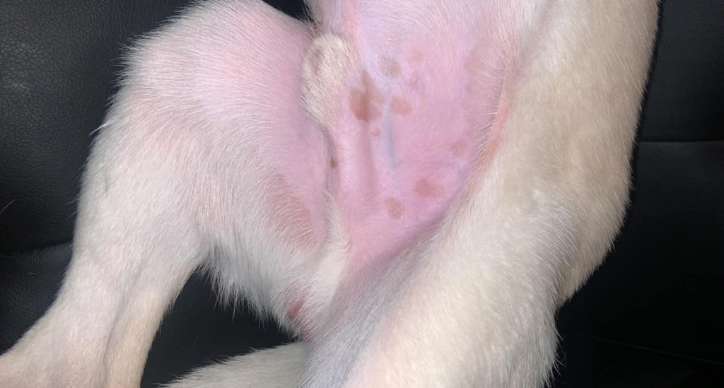 Brown Spots On Dog Belly That Look Like Dirt 