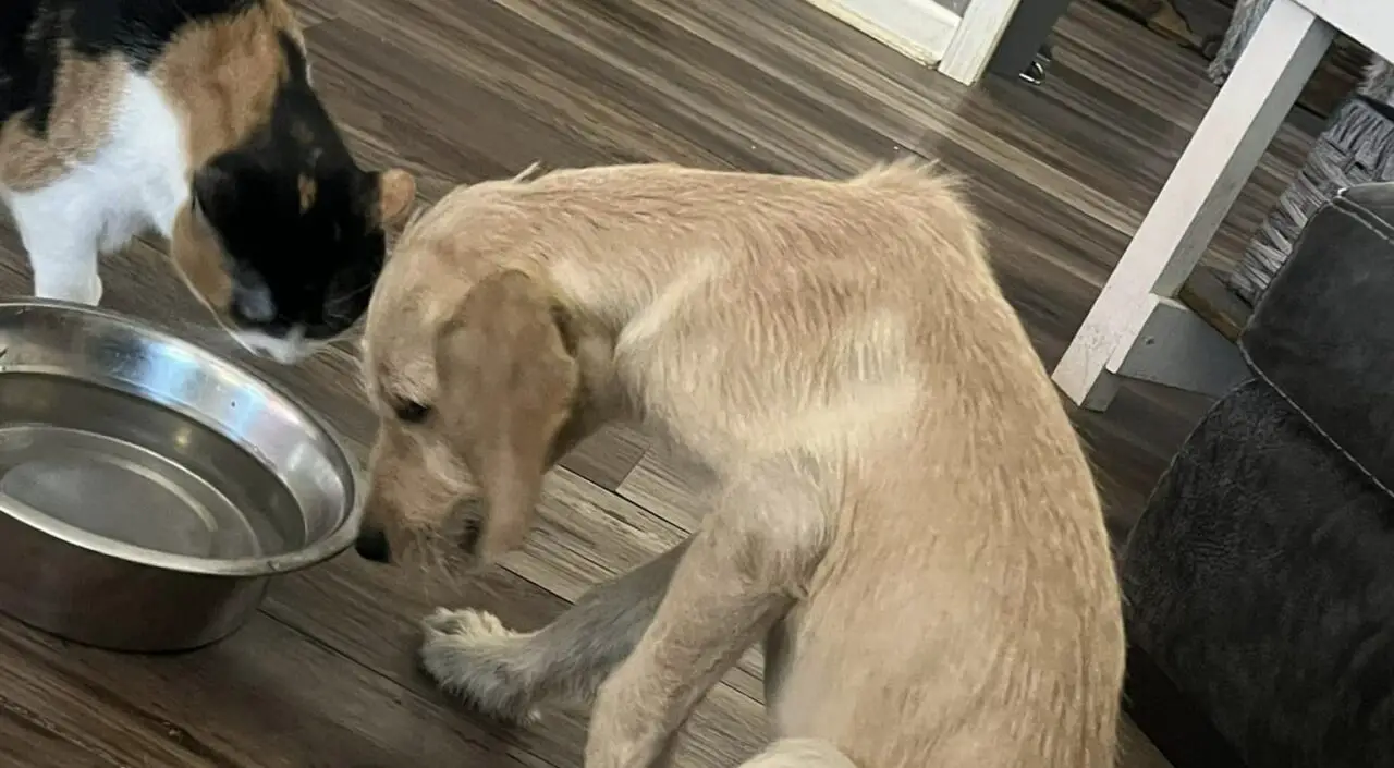 My Dog Rub Its Nose On The Floor Before Eating