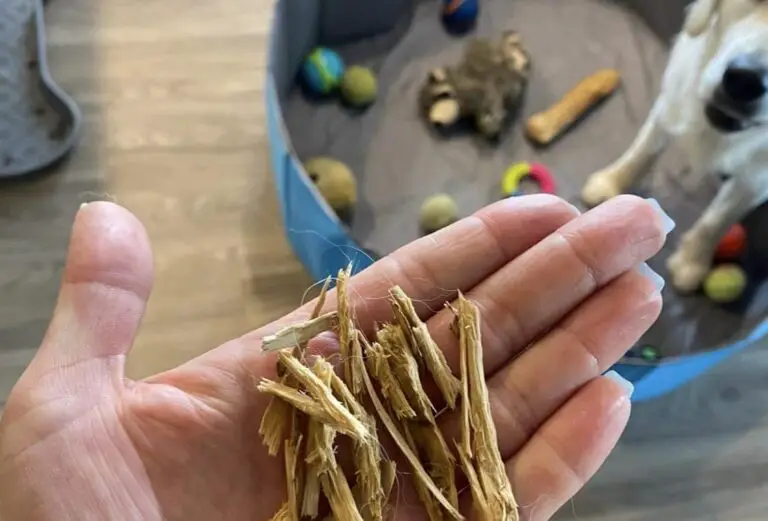 What To Do If Your Dog Ate Wood And is Throwing Up