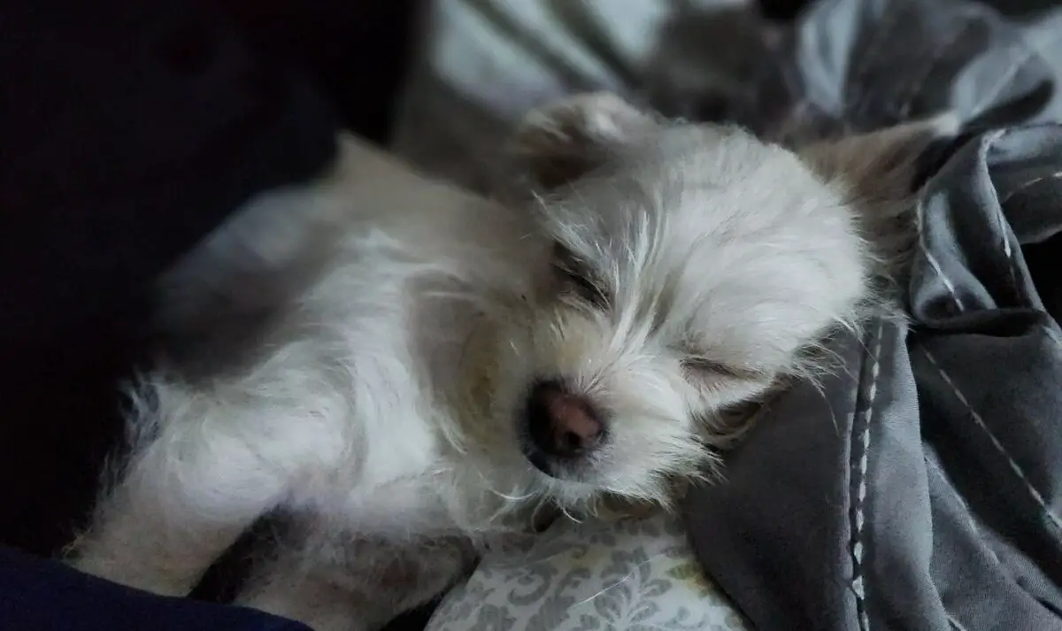 What To Expect After a Dog Enema (Answered!)