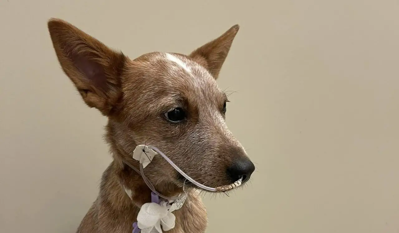 What To Expect After a Dog Enema (Answered!)