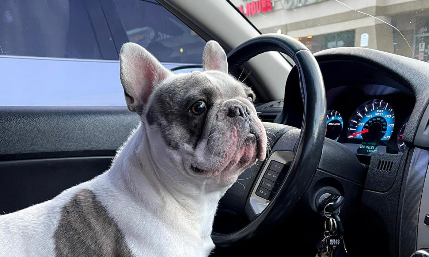 When Do Hyper French Bulldogs Calm Down 11 Tips and Ways